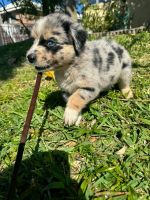 Miniature Australian Shepherd Puppies for sale in Tampa, Florida. price: NA