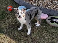 Miniature Australian Shepherd Puppies for sale in Ocala, Florida. price: $900