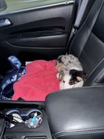 Miniature Australian Shepherd Puppies for sale in Cypress Gardens, FL 33884, USA. price: $700