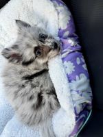 Miniature Australian Shepherd Puppies for sale in Arlington, TX, USA. price: $800