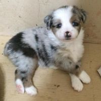 Miniature Australian Shepherd Puppies for sale in Holstein, ON N0G 2A0, Canada. price: $1,600