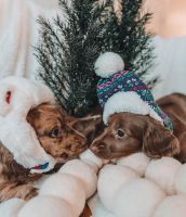 Miniature Dachshund Puppies Photos
