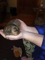 Miniature Dachshund Puppies for sale in Sylva, NC 28779, USA. price: $800