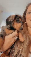 Miniature Dachshund Puppies for sale in South Daytona, FL 32119, USA. price: $2,000