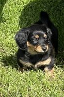 Miniature Dachshund Puppies for sale in Dover, DE, USA. price: $1,000