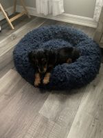 Miniature Dachshund Puppies for sale in Casselberry, FL, USA. price: $1,400