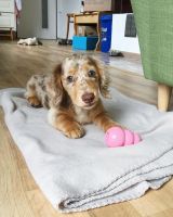 Miniature Dachshund Puppies for sale in Kent, WA, USA. price: $600