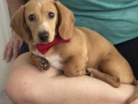 Miniature Dachshund Puppies for sale in Casselberry, FL, USA. price: $1,000