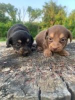 Miniature Dachshund Puppies for sale in Fostoria, OH 44830, USA. price: $800