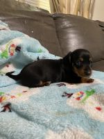 Miniature Dachshund Puppies for sale in Taylorsville, NC 28681, USA. price: $1,100