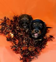 Miniature Dachshund Puppies for sale in White Oak, TX, USA. price: $850