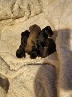 Miniature Dachshund Puppies for sale in Burton, MI, USA. price: $450