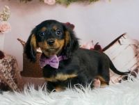 Miniature Dachshund Puppies for sale in Beverly Hills, California. price: $1,000