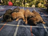 Miniature Dachshund Puppies for sale in Dade City, FL, USA. price: NA