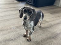 Miniature Dachshund Puppies for sale in Boerne, Texas. price: $2,500