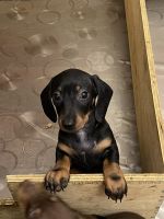 Miniature Dachshund Puppies for sale in Forster, New South Wales. price: $2,500