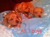 Miniature Dachshund Puppies for sale in Casey County, KY, USA. price: $700