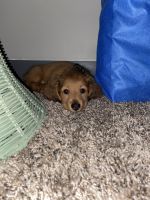 Miniature Dachshund Puppies for sale in Fort Collins, Colorado. price: $1,300