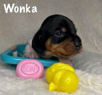 Miniature Dachshund Puppies for sale in Mt Sterling, KY 40353, USA. price: $1,500