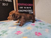Miniature Dachshund Puppies for sale in Dade City, FL, USA. price: $2,600