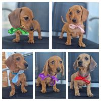 Miniature Dachshund Puppies for sale in Mandurah, Western Australia. price: $2,500