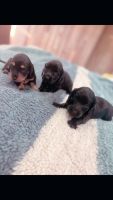 Miniature Dachshund Puppies for sale in Fresno, California. price: $1,800