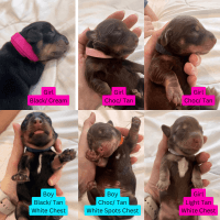 Miniature Dachshund Puppies for sale in Brisbane, Queensland. price: $2,800