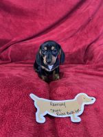 Miniature Dachshund Puppies for sale in  MO, Missouri. price: $1,250