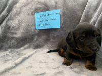 Miniature Dachshund Puppies for sale in Phoenix, Arizona. price: $1,500