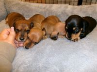 Miniature Dachshund Puppies for sale in Perth, Western Australia. price: $3,000