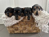 Miniature Dachshund Puppies for sale in Caboolture, Queensland. price: $2,000