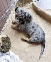 Miniature Dachshund Puppies for sale in Albany, Western Australia. price: $2,300