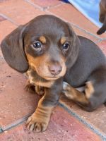 Miniature Dachshund Puppies for sale in Warragul, Victoria. price: $2,950