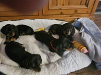 Miniature Dachshund Puppies for sale in Bayswater, Western Australia. price: $3,800