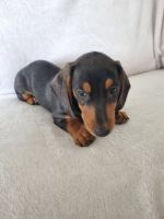 Miniature Dachshund Puppies for sale in Caboolture, Queensland. price: $2,500