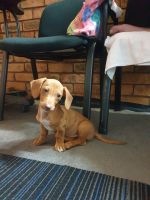 Miniature Dachshund Puppies for sale in Dubbo, New South Wales. price: $500