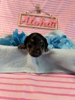 Miniature Dachshund Puppies for sale in Leesburg, Florida. price: $1,200