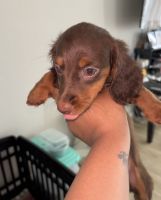 Miniature Dachshund Puppies for sale in University Park, Illinois. price: $900