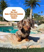 Miniature Dachshund Puppies for sale in Albany, Western Australia. price: $3,500