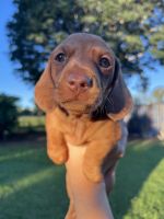 Miniature Dachshund Puppies for sale in Gatton, Queensland. price: $2,500