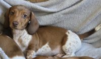 Miniature Dachshund Puppies for sale in Mancelona, Michigan. price: $850
