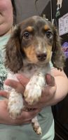 Miniature Dachshund Puppies for sale in Mancelona, Michigan. price: $850
