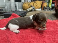 Miniature Dachshund Puppies for sale in Riverside, California. price: $1,800