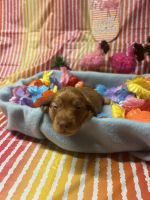 Miniature Dachshund Puppies for sale in Leesburg, Florida. price: $1,200