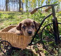Miniature Dachshund Puppies for sale in Winslow, Arkansas. price: $800