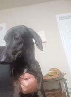 Miniature Dachshund Puppies for sale in Killeen, Texas. price: $175