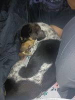 Miniature Dachshund Puppies for sale in Killeen, Texas. price: $500