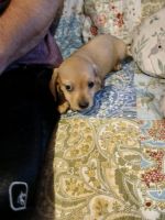 Miniature Dachshund Puppies for sale in Indianapolis, IN, USA. price: $600