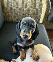 Miniature Dachshund Puppies for sale in Holland Park, Queensland. price: $1,200