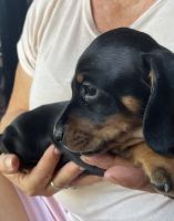 Miniature Dachshund Puppies Photos